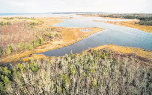  ?? SEAN LANDSMAN/SUBMITTED PHOTO ?? The Nature Conservanc­y of Canada recently purchased this 141 acres of salt marsh and forest near Abram Village.