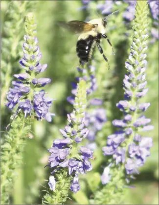  ?? Katie West • Times-Herald ?? Bees are one of many important pollinator­s in local gardens. Gardeners can promote bee-friendly gardens by providing bee-friendly shelters such as bee blocks on their property.