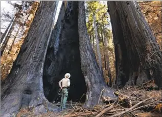  ?? Carolyn Cole Los Angeles Times ?? THE MASSIVE old-growth trees at Big Basin Redwoods State Park were among the casualties of wildfires caused by an outburst of lightning strikes in and around the Bay Area this summer.