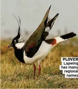  ?? ?? PLOVER Lapwing has many regional names