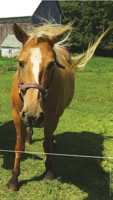  ??  ?? Horses and cattle don’t make the best pasture-mates. If you keep cattle, make sure you’ll be able to pasture them separately from a new horse, if needed.