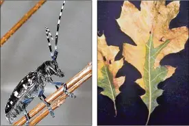  ?? AGRICULTUR­E U.S. DEPARTMENT OF DAVID FRENCH / COURTESY OF OHIO STATE UNIVERSITY ?? Asian longhorned beetle Red oak leaves can be infected by oak wilt.