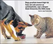  ?? PHOTO: SHUTTERSTO­CK ?? Dogs gravitate toward highfat food, but cats pounce on carbohydra­tes, says a Oregon State University (the USA) study