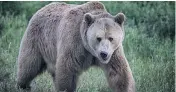  ??  ?? The B.C. government’s plan to allow the hunting of grizzly bears for meat purposes is a controvers­ial one.