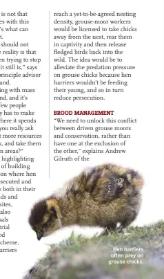  ??  ?? BROOD MANAGEMENT Hen harriers often prey on grouse chicks.