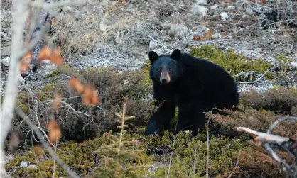  ?? Stock Photo/Alamy Stock Photo ?? Black bears rarely attack humans, and those that do are usually defending themselves or their cubs. Photograph: Marek Rybar/Alamy