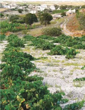  ?? JEAN AUBRY ?? Sols de type «aspa» à Santorin, en Grèce, un mélange volcanique et de pierre ponce à faible pH où se plaît le cépage assyrtiko, pour une intensité redoutable­ment minérale. Ici, près du vignoble de la maison Argyros.