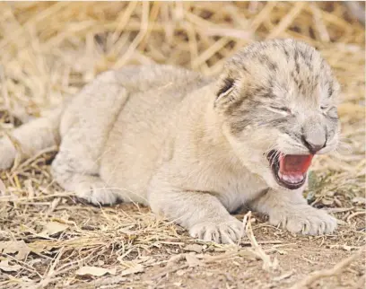  ?? Picture: Supplied ?? SMALL FRY. One of the new lion cubs that was born in Tshwane.