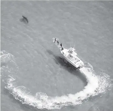  ?? JOSEPH PREZIOSO/AFP TNS ?? An Atlantic White Shark Conservanc­y boat and crew work to tag a Great White Shark in the waters off the shore in Cape Cod, Massachuse­tts.