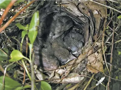  ?? PHOTOS BY PAM OWEN ?? Cardinal chicks fledge in nine to 11 days.
