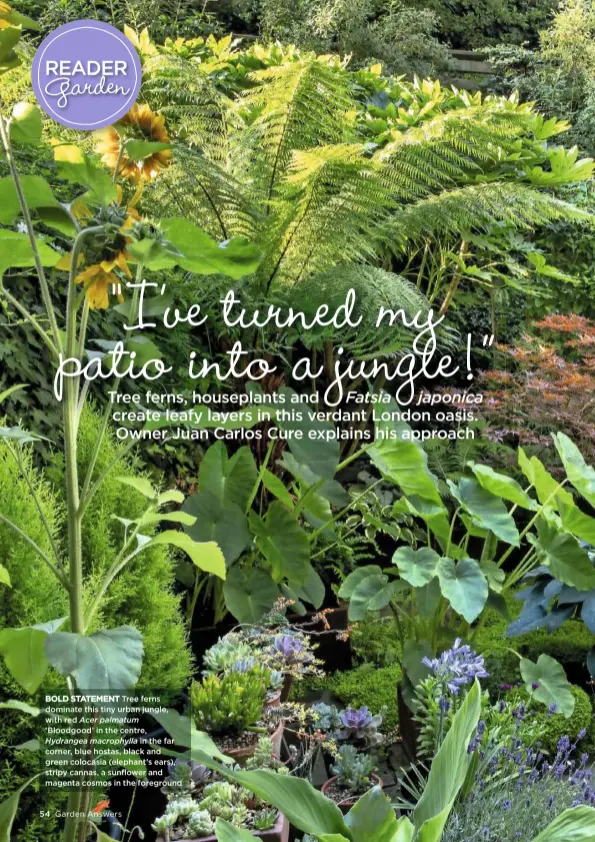  ??  ?? BOLD STATEMENT Tree ferns dominate this tiny urban jungle, with red Acer palmatum ‘Bloodgood’ in the centre, Hydrangea macrophyll­a in the far corner, blue hostas, black and green colocasia (elephant’s ears), stripy cannas, a sunflower and magenta cosmos in the foreground