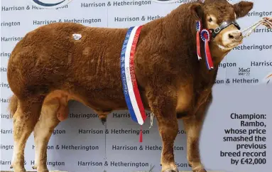  ?? ?? Champion: Rambo, whose price smashed the previous breed record by £42,000