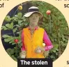  ?? ?? The stolen scarecrow