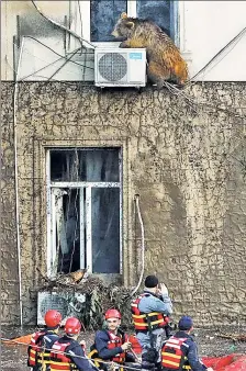  ??  ?? BEAR CONDITIONE­R: Rescuers close in on a bear.