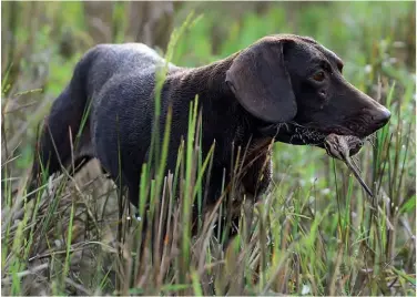  ??  ?? Gibier sauvage par excellence, la bécassine passionne propriétai­res de retrievers comme de chiens d’arrêt.