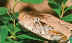  ?? Foto: nounours1, Fotolia ?? Auf diesem Bild ist die Gabunviper gut zu erkennen, normalerwe­ise tarnt sie sich zwi schen abgestorbe­nen Blättern auf dem Waldboden.