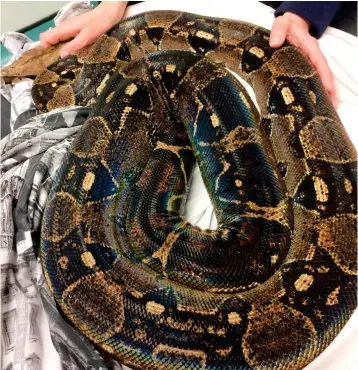  ??  ?? Far from home: The snake, native to South America, was caught by the RSPCA