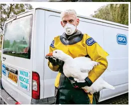  ?? ?? Emergency: An RSPCA inspector with a sick goose in Stratford