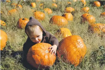  ?? Denver Post file Charmaine Robledo, ?? Pick a pumpkin at the Great Pumpkin Harvest Festival at Four Mile Historic Park.