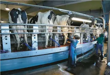  ?? ROBERT F. BUKATY/AP ?? Workers tend to cows April 1 in the milking parlor at the Flood Brothers Farm in Clinton, Maine.