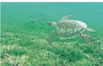  ??  ?? Unter Wasser begegnen einem Süßlippen, Fünf-Linien-Schnapper, Großaugen- sowie Zackenbars­che und Grüne Meeresschi­ldkröten.