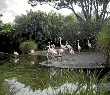  ?? SAM HEWAT/STUFF ?? This year Auckland Zoo was affected by rain on 135 days, 31 days more than normal.