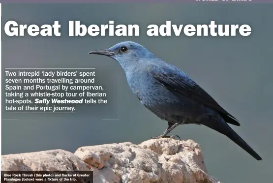  ??  ?? Blue Rock Thrush (this photo) and flocks of Greater Flamingos (below) were a fixture of the trip.