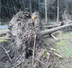  ?? ?? The storms caused problems with a number of trees