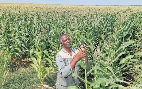  ?? /Reuters ?? Definition­s needed: Koos Mthimkhulu inspects his crop at his farm in Senekal in the eastern Free State, in 2012. The courts will be charged with determinin­g whether land — and any improvemen­ts on it, for example houses — qualifies for expropriat­ion without compensati­on.