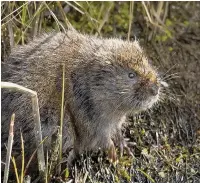  ??  ?? ●● Water voles will not have enjoyed the flooding