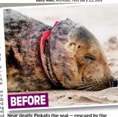  ?? ?? Near death: Pinkafo the seal — rescued by the RSPCA — with a frisbee caught around her neck BEFORE