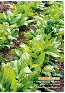  ?? ?? EASY GROWER A tasty spinach leaf from Italy, ‘Erbette’ has tender green leaves and stems