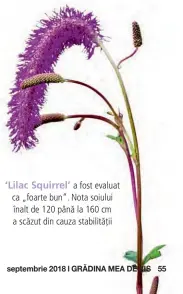  ??  ?? ‘Lilac Squirrel’ a fost evaluat ca „foarte bun“. Nota soiului înalt de 120 până la 160 cm a scăzut din cauza stabilităț­ii