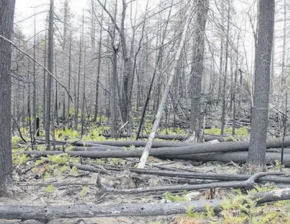  ?? IAN FAIRCLOUGH • THE CHRONICLE HERALD ?? A carpet of green is starting to regrow in some areas that burned during the Seven Mile Lake forest fire in Annapolis County in 2016.