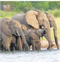  ??  ?? Im Chobe Nationalpa­rk in Botswana lebt die größte Elefantenp­opulation der Welt.