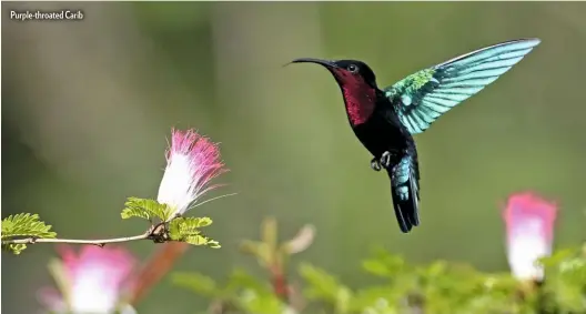  ??  ?? Purple-throated Carib