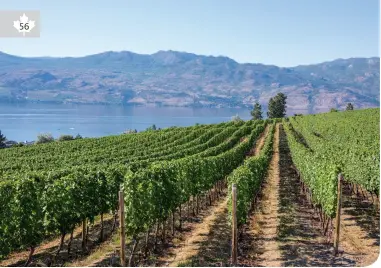  ??  ?? OKANAGAN VINEYARD, BC • SHUTTERSTO­CK/CHASE CLAUSEN