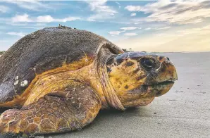  ?? GEORGIA DEPARTMENT OF NATURAL RESOURCES VIA AP ?? A loggerhead sea turtle returns to the ocean earlier this month after nesting on Ossabaw Island, Ga. The giant, federally protected turtles are having an egg-laying boom on beaches in Georgia, South Carolina and North Carolina, where scientists have counted record numbers of nests this summer.