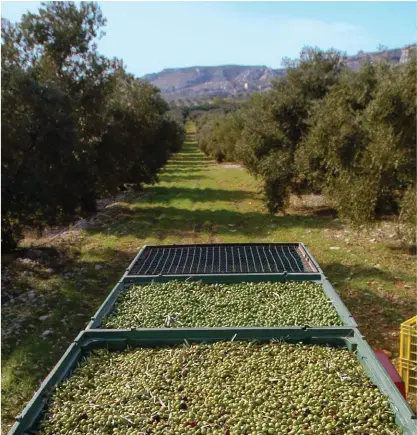  ??  ?? Brad Pitt et Patrick Bruel, gentlemen-farmers et producteur­s d’huile d’olive. Ce dernier fait appel à Christine Cheylan, moulinière de Château Virant, pour presser ses fruits (en haut).