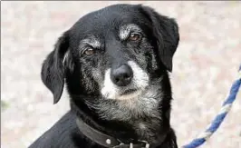  ??  ?? Lissy kam als Fundhund ins Ilmenauer Tierheim. Ob sie wirklich so heißt, ist nicht bekannt.