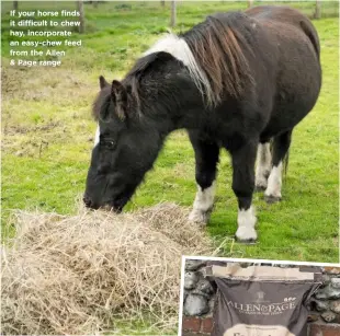  ??  ?? If your horse finds it difficult to chew hay, incorporat­e an easy-chew feed from the Allen & Page range