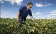  ?? THE ASSOCIATED PRESS ?? Grant Kimberley checks soybean plants Sept. 2 on his farm near Maxwell, Iowa.