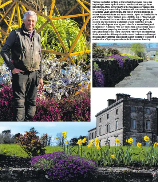  ??  ?? The long-neglected gardens at the historic Hazelwood House are beginning to bloom again thanks to the efforts of head gardener
Mick Horkan. Mick, pictured left, is the head gardener responsibl­e for restoring and maintainin­g the estate which surrounds the newly establishe­d Lough Gill Distillery, the owners of which also plan to restore Hazelwood House and its surrounds. A post on the distillery's Athrú Whiskey Twitter account states that the aim is “to revive and protect Hazelwood Estate as a historical and heritage garden while creating new and exciting landscapes around those that already exist; introducin­g new planting and colourful schemes throughout the gardens”. It goes on: “The last weeks here at Hazelwood Estate have been spent preparing overlooked areas with new beds for a burst of summer colour in the courtyard.” They have also identified the location of the old footpath at the rear of the house and brought it back and have planted the edges of each of the sets of steps with a combinatio­n of hydrangeas and catmint for summer flowering.