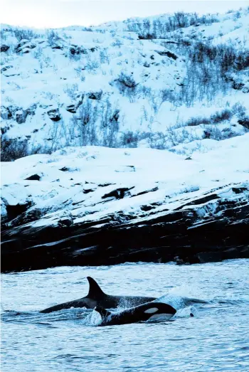  ??  ?? Male orcas chase herrings in the Reisafjord­en fjord region near the Norwegian northern city of Tromso in the Arctic Circle. — AFP