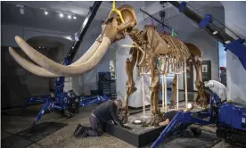  ?? An American mastodon skeleton excavated in the Hudson River Valley, New York state, in 1801. ?? Photograph: Thomas Lohnes/Getty
