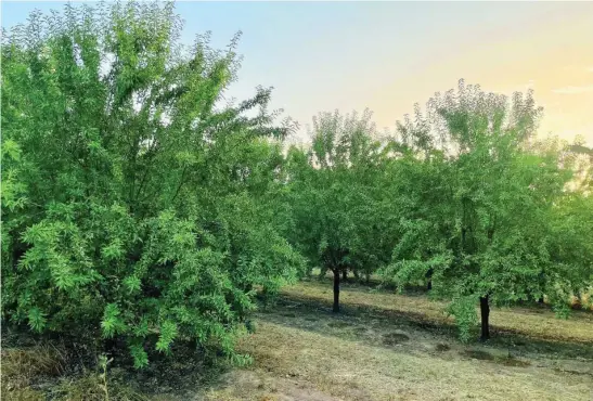  ?? AGBAR ?? El almendro es uno de los cultivos de alto valor más recomendad­os