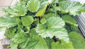  ??  ?? Rhubarb in Halifax? You bet! Mike Harvey’s rhubarb looks ripe for the picking. Did you know: the common usage of rhubarb in pies has led to its nickname ‘pie plant.’ I work with Mike here at the Herald. I wonder if I’ll get to sample a piece?