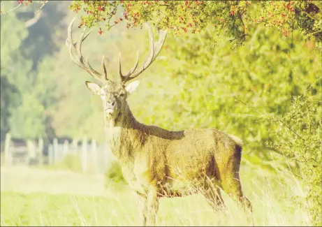  ?? ?? The handsome stag had large, branching horns