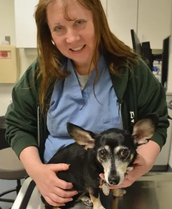  ?? CHRIS CHRISTO / HERALD STAFF ?? CAUSE FOR CONCERN: Emergency room veterinari­an Dr. Elizabeth Rozanski (with Lala, who was not exposed to marijuana) says her hospital in Grafton sees 20 to 25 dogs each month who have eaten marijuana brownies and other pot-laced edibles.