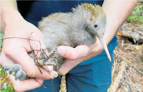  ?? ?? A bouncing baby kiwi hatched in the Tanekaha Landcare area, a farmer-led project at Hikurangi.